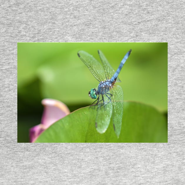 Blue Dasher by jvnimages